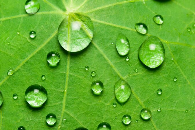 Wassertropfen auf Blatt - Lotoseffekt